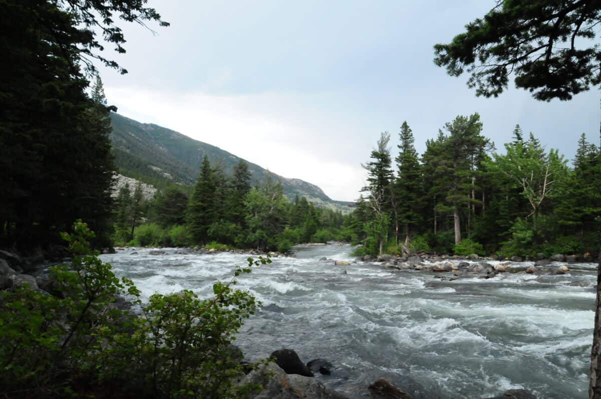 A rushing river in the Absaroka-Beartooth WIlderness, Montana. Along the river grow red clover, bluebells and daisies, like the immigrants knew from Norway.