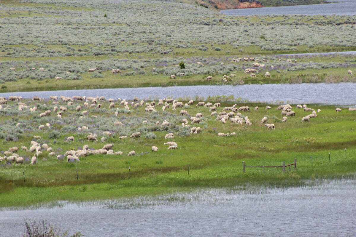 Sheep grazing along the Musselshell River in 2018.